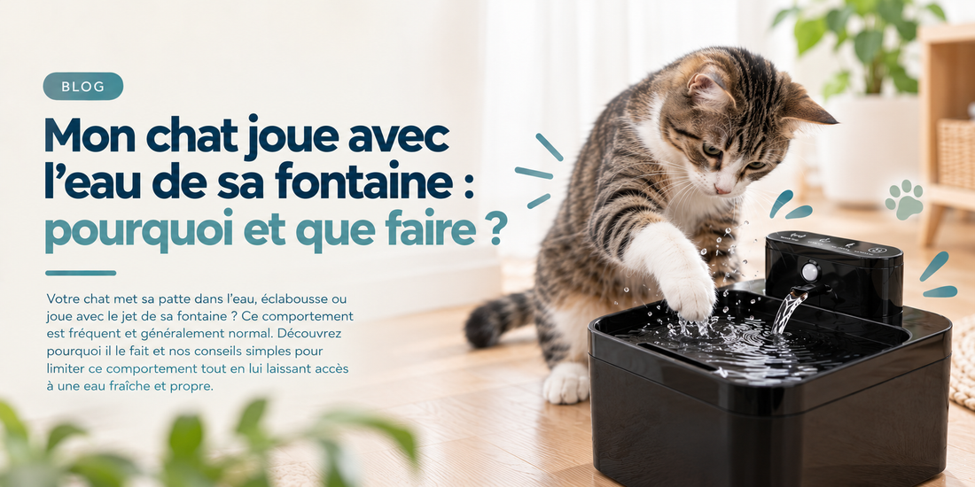 Mon chat joue avec l'eau de sa fontaine : pourquoi et que faire ?