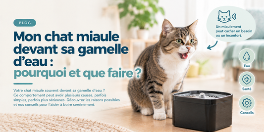 Mon chat miaule devant sa gamelle d'eau : pourquoi et que faire ?